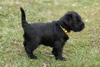Black Male Yellow Collar, a male Miniature Schnauzer for sale in Ham Lake, MN – Photo 3 of 5