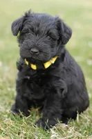 Black Male Yellow Collar, a male Miniature Schnauzer for sale in Ham Lake, MN – Photo 4 of 5