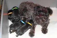 Black Male Yellow Collar, a male Miniature Schnauzer for sale in Ham Lake, MN – Photo 5 of 5