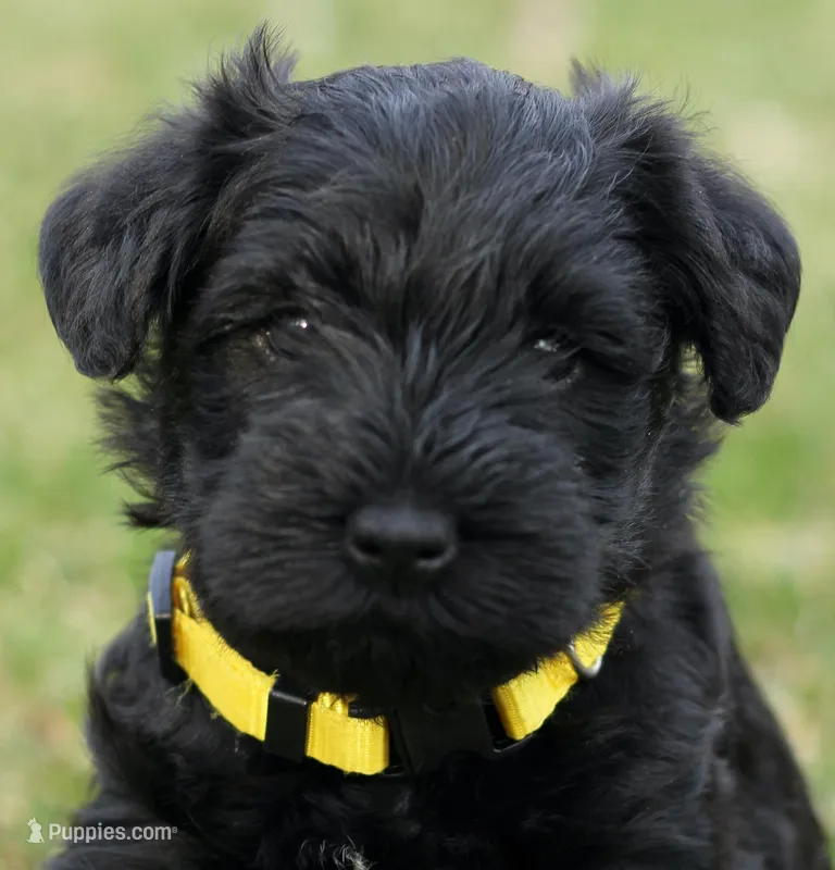 Black Male Yellow Collar – Miniature Schnauzer puppy for sale in Ham Lake, MN