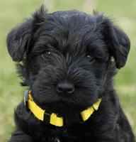 Black Male Yellow Collar, a male Miniature Schnauzer for sale in Ham Lake, MN – Photo 1 of 5