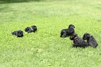 Black Female Red Collar, a male Miniature Schnauzer for sale in Ham Lake, MN – 5 of 5