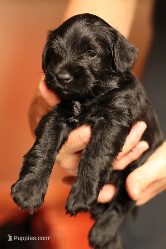 Black Male Orange Collar