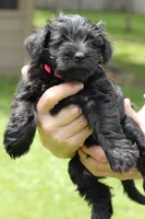 Black Female Red Collar, a male Miniature Schnauzer for sale in Ham Lake, MN – 3 of 5