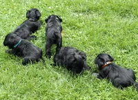 Black Male Brown Collar, a male Miniature Schnauzer for sale in Ham Lake, MN – 6 of 6