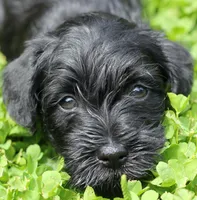 Black Female Red Collar, a male Miniature Schnauzer for sale in Ham Lake, MN – 1 of 5