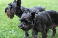 Shadow, a female Miniature Schnauzer for sale in Ham Lake, MN – 4 of 4