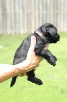 Black Male Brown Collar, a male Miniature Schnauzer for sale in Ham Lake, MN – 3 of 6