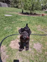 Obsidian , a male Miniature Schnauzer for sale in Ham Lake, MN – 3 of 3