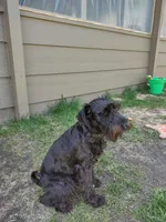 Obsidian , a male Miniature Schnauzer for sale in Ham Lake, MN – 2 of 3