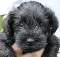 Black Male Blue Collar, a male Miniature Schnauzer for sale in Ham Lake, MN – 1 of 6