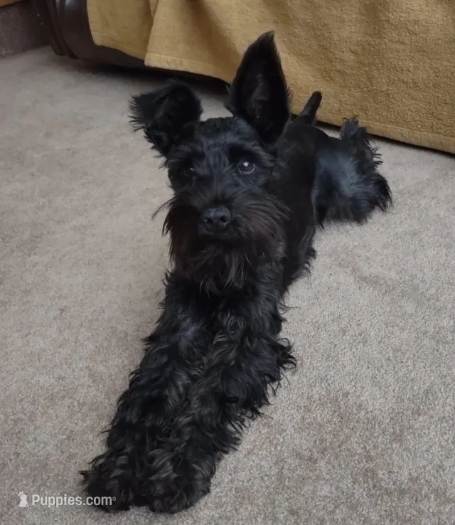 Pepper – Miniature Schnauzer puppy for sale in Ham Lake, MN