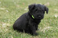 Black Male Green Collar, a male Miniature Schnauzer for sale in Ham Lake, MN – Photo 4 of 6