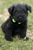Black Male Green Collar, a male Miniature Schnauzer for sale in Ham Lake, MN – Photo 2 of 6