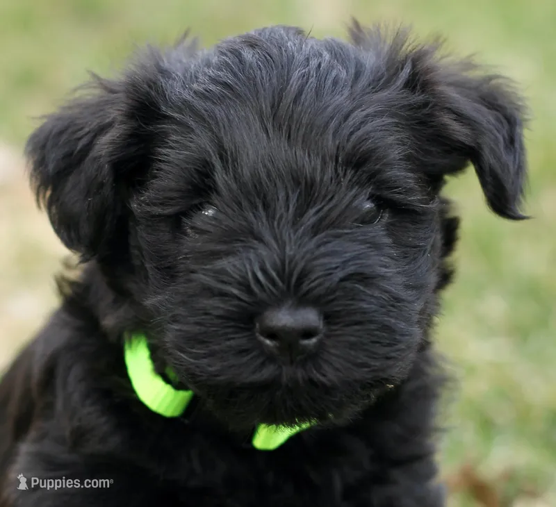 Black Male Green Collar – Miniature Schnauzer puppy for sale in Ham Lake, MN