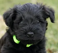 Black Male Green Collar, a male Miniature Schnauzer for sale in Ham Lake, MN – Photo 1 of 6