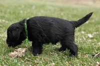 Black Male Green Collar, a male Miniature Schnauzer for sale in Ham Lake, MN – Photo 5 of 6