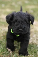 Black Male Green Collar, a male Miniature Schnauzer for sale in Ham Lake, MN – Photo 3 of 6
