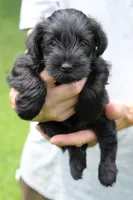 Black Male Blue Collar, a male Miniature Schnauzer for sale in Ham Lake, MN – 2 of 6