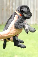 Black and Tan Male Orange Collar, a male Miniature Schnauzer for sale in Ham Lake, MN – 3 of 5