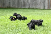 Black Male Brown Collar, a male Miniature Schnauzer for sale in Ham Lake, MN – 5 of 6