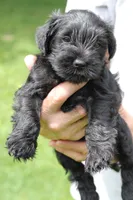 Black Male Brown Collar, a male Miniature Schnauzer for sale in Ham Lake, MN – 2 of 6