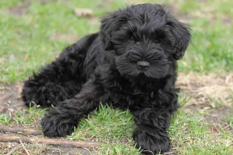 Black Male Orange Collar – Miniature Schnauzer puppy for sale in Ham Lake, MN