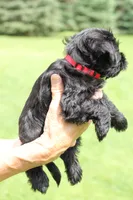 Black Female Red Collar, a male Miniature Schnauzer for sale in Ham Lake, MN – 2 of 5