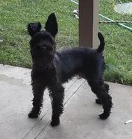Pepper, a female Miniature Schnauzer for sale in Ham Lake, MN – 2 of 3