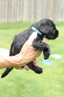 Black Male Blue Collar, a male Miniature Schnauzer for sale in Ham Lake, MN – 3 of 6
