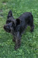 Shadow, a female Miniature Schnauzer for sale in Ham Lake, MN – 2 of 4