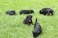 Black and Tan Male Orange Collar, a male Miniature Schnauzer for sale in Ham Lake, MN – 5 of 5