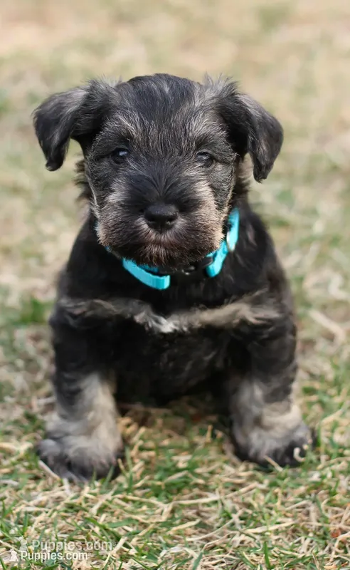 Black and Tan Male Blue Collar – Miniature Schnauzer puppy for sale in Ham Lake, MN