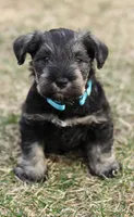 Black and Tan Male Blue Collar, a male Miniature Schnauzer for sale in Ham Lake, MN – Photo 2 of 5
