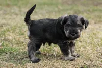 Black and Tan Male Blue Collar, a male Miniature Schnauzer for sale in Ham Lake, MN – Photo 3 of 5