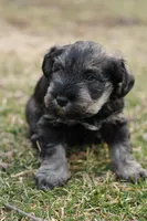 Black and Tan Male Blue Collar, a male Miniature Schnauzer for sale in Ham Lake, MN – Photo 4 of 5