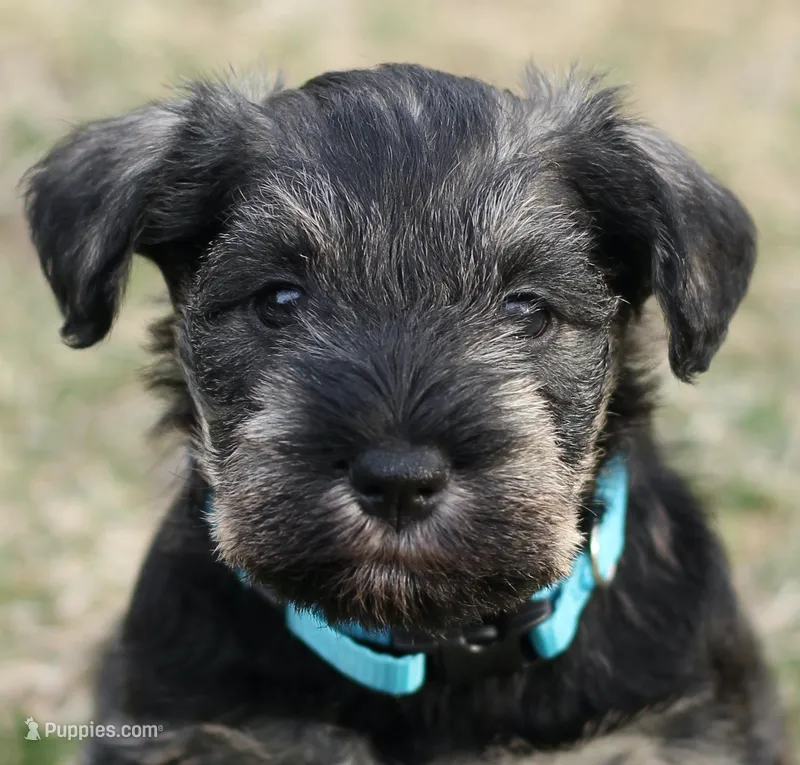Black and Tan Male Blue Collar – Miniature Schnauzer puppy for sale in Ham Lake, MN