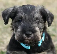 Black and Tan Male Blue Collar, a male Miniature Schnauzer for sale in Ham Lake, MN – Photo 1 of 5