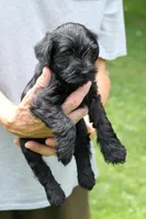 Black Male Silver Collar, a male Miniature Schnauzer for sale in Ham Lake, MN – 3 of 5