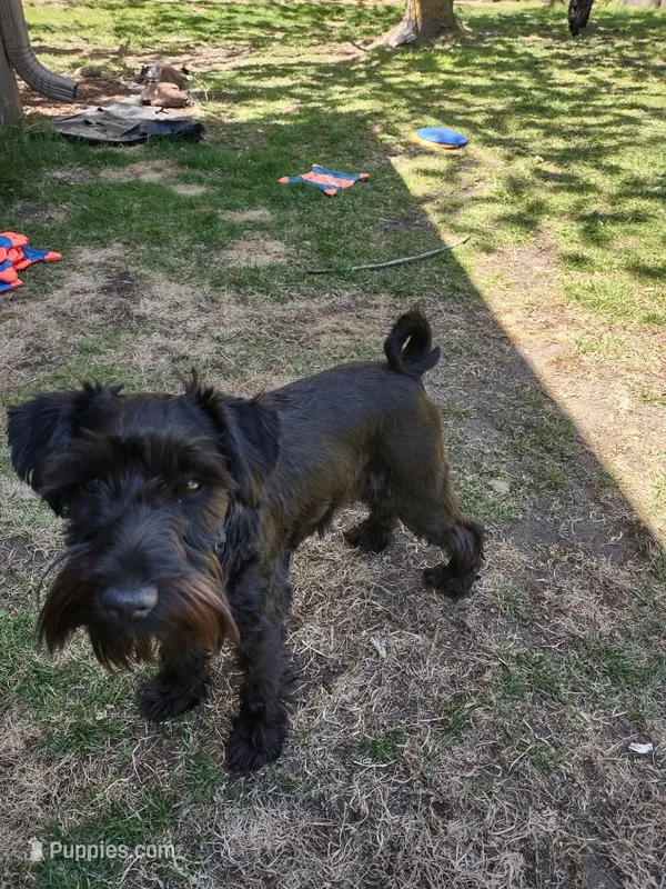 Obsidian  – Miniature Schnauzer puppy for sale in Ham Lake, MN