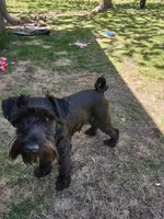 Obsidian , a male Miniature Schnauzer for sale in Ham Lake, MN – 1 of 3