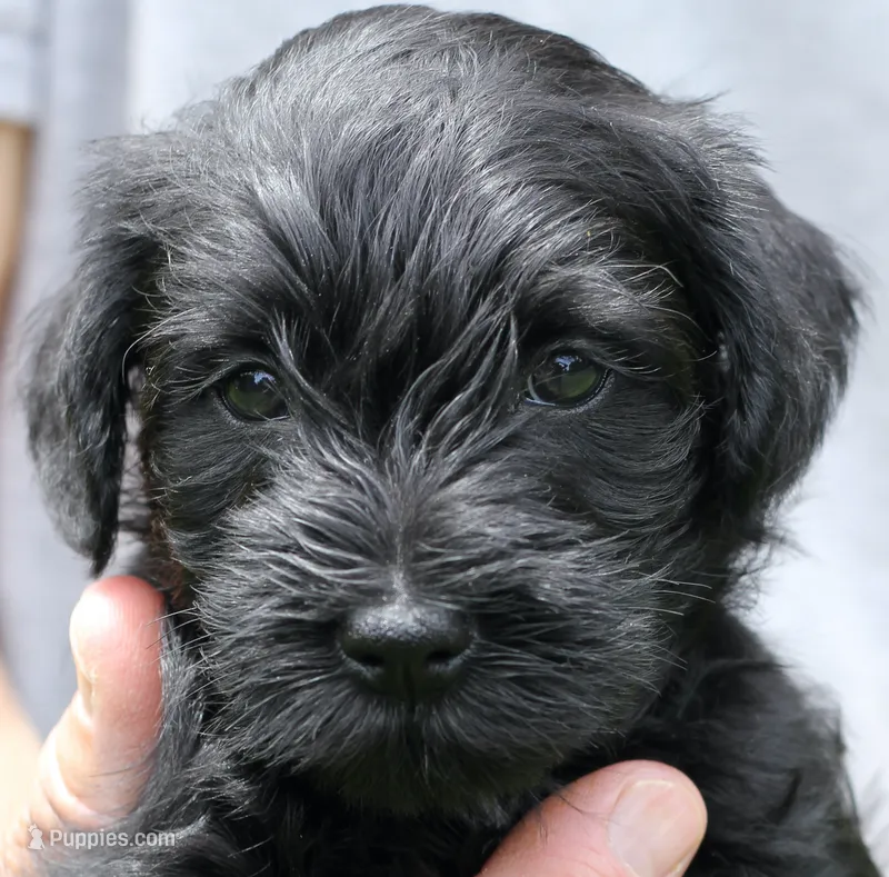 Black Male Silver Collar, a male Miniature Schnauzer for sale in Ham Lake, MN – 1 of 5