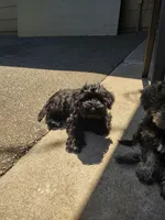 Black Male Orange Collar, a male Miniature Schnauzer for sale in Ham Lake, MN – 2 of 7