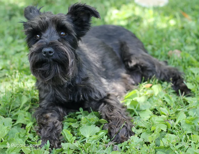 Shadow – Miniature Schnauzer puppy for sale in Ham Lake, MN