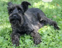 Shadow, a female Miniature Schnauzer for sale in Ham Lake, MN – 1 of 4