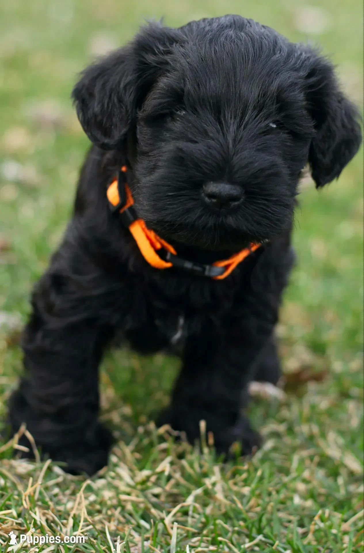 Black Male Orange Collar, a male Miniature Schnauzer for sale in Ham Lake, MN – 3 of 7