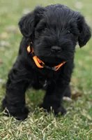 Black Male Orange Collar, a male Miniature Schnauzer for sale in Ham Lake, MN – Photo 2 of 5