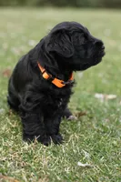 Black Male Orange Collar, a male Miniature Schnauzer for sale in Ham Lake, MN – Photo 4 of 5