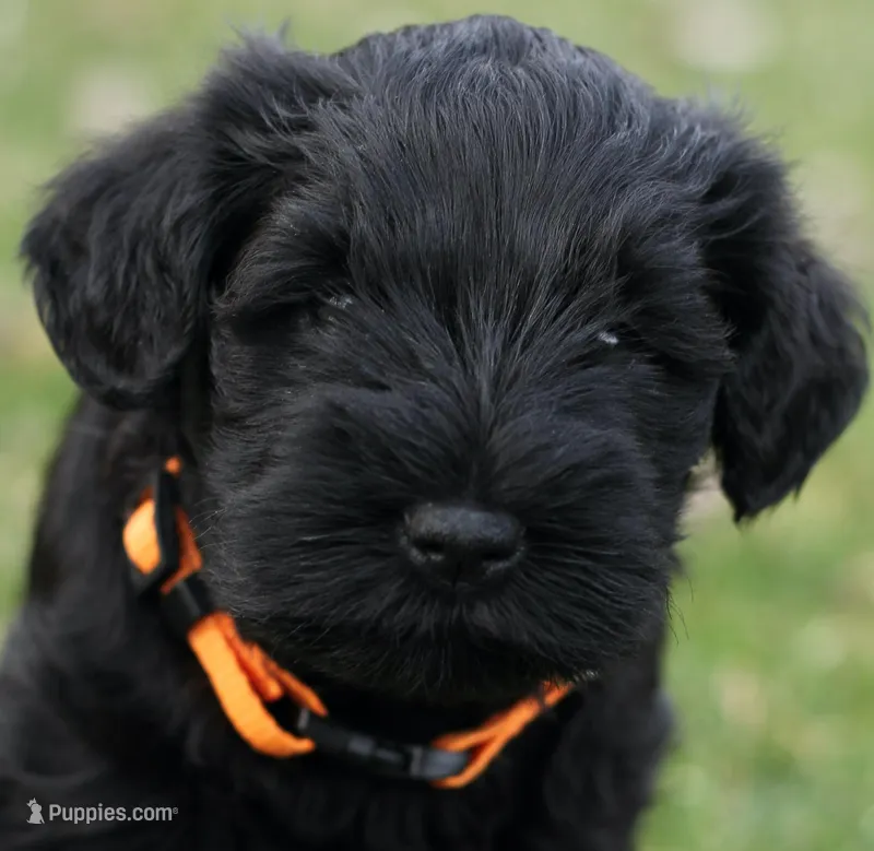 Black Male Orange Collar – Miniature Schnauzer puppy for sale in Ham Lake, MN