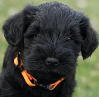 Black Male Orange Collar, a male Miniature Schnauzer for sale in Ham Lake, MN – Photo 1 of 5